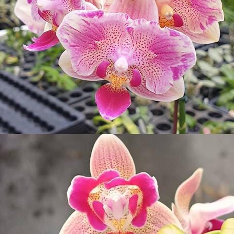 みきブーケ Phalaenopsis Miki Flowery Girl 2.5