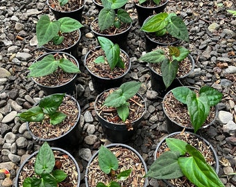 Anthurium papillilaminum × "Fort Sherman" Grower's Choice *In Stock*
