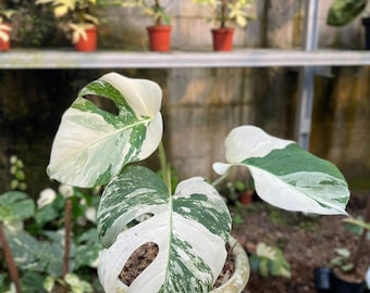 MonsteraX Marketplace | Monstera albo borsigiana white tiger - japanese  origin variant extrem variegation 🌱 - $208