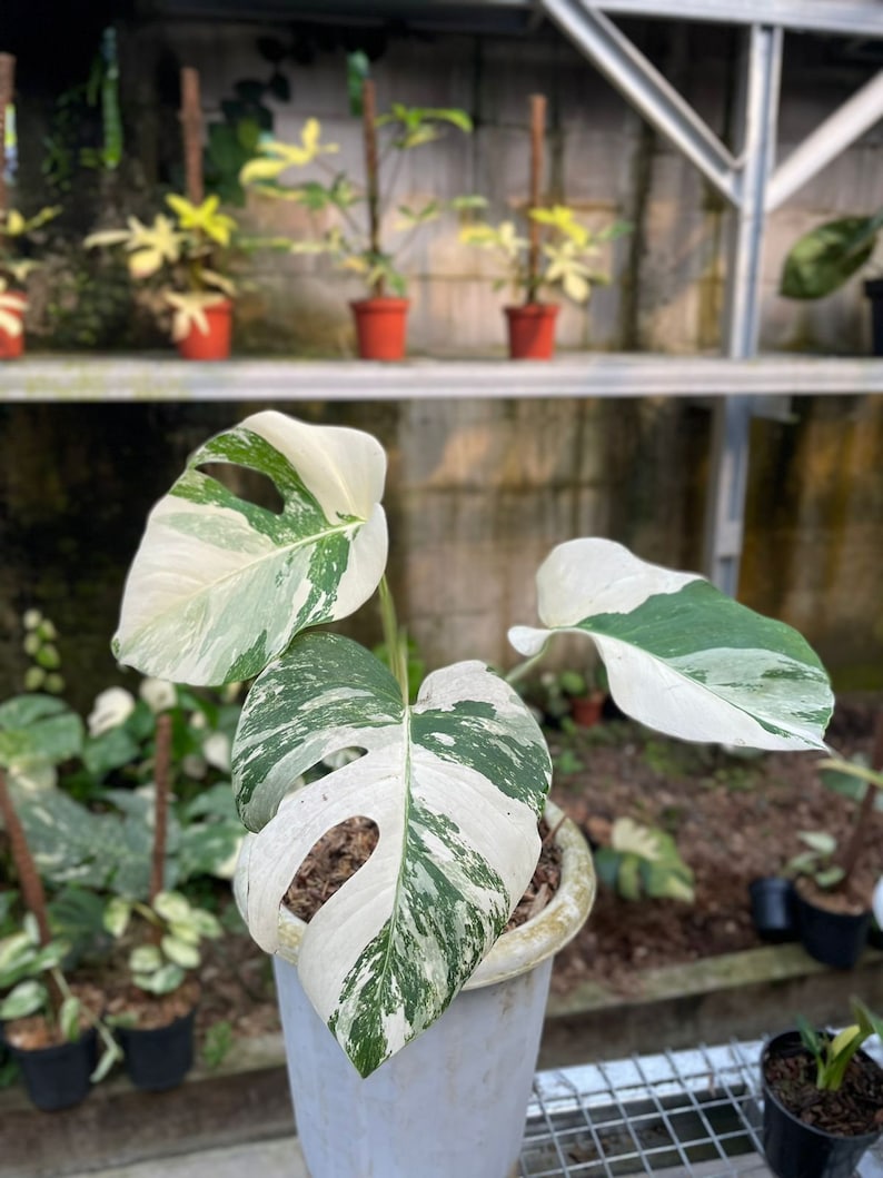 Monstera deliciosa White Tiger variegated SM-MD 1-3 leaf Preorder 5871P:3 US-Based Seller Rare Aroid image 1