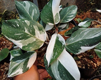 Philodendron "White Knight Marble" variegated *Preorder* (5657P:3) | US-Based Seller | Rare Aroid