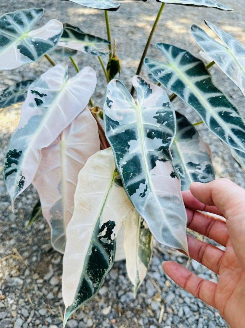 Alocasia Bambino Pink Variegated - Etsy