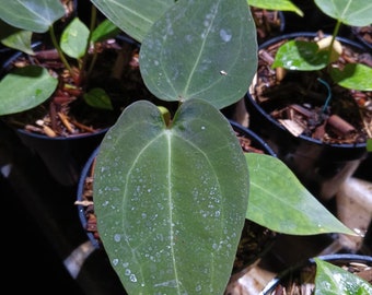 Anthurium papillilaminum × dressleri (same parents as Dark Phoenix) *Preorder* (5648P:G) | US-Based Seller | Rare Aroid