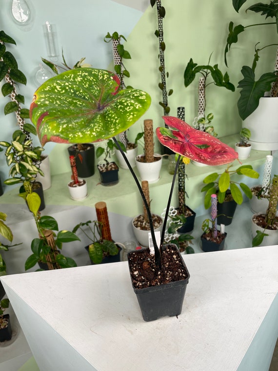 Caladium Red Beret Grower's Choice *now in Stock* (6344P:G Caladium Red Beret Grower's Choice *now in Stock* (6344P:G