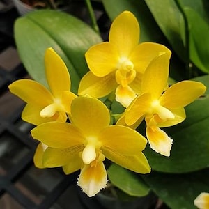Phalaenopsis Yaphon Perfume 'Yellow' 2.5" Fragrant Grower's Choice *In Stock*