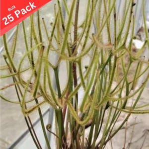 May include: A close-up of a bunch of green Venus flytrap plants with long, thin stems and hairy tendrils. The text "Bulk 25 Pack" is visible in the top left corner of the image.