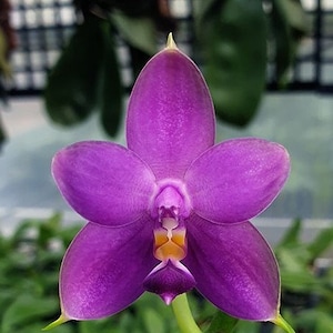 Phalaenopsis Samera var. blue sib 2.5 Grower's Choice Now In Stock 5929P:3 Rare Orchid image 1