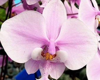 Phalaenopsis schilleriana × sib 2.5&quot; Fragrant Grower&#39;s Choice *Now In Stock* (5739P:G)