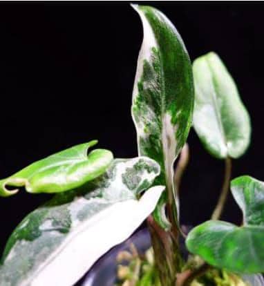 Alocasia Lauterbachiana Variegated - Etsy