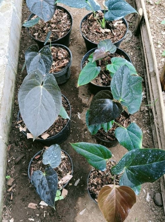 Anthurium Anthurium