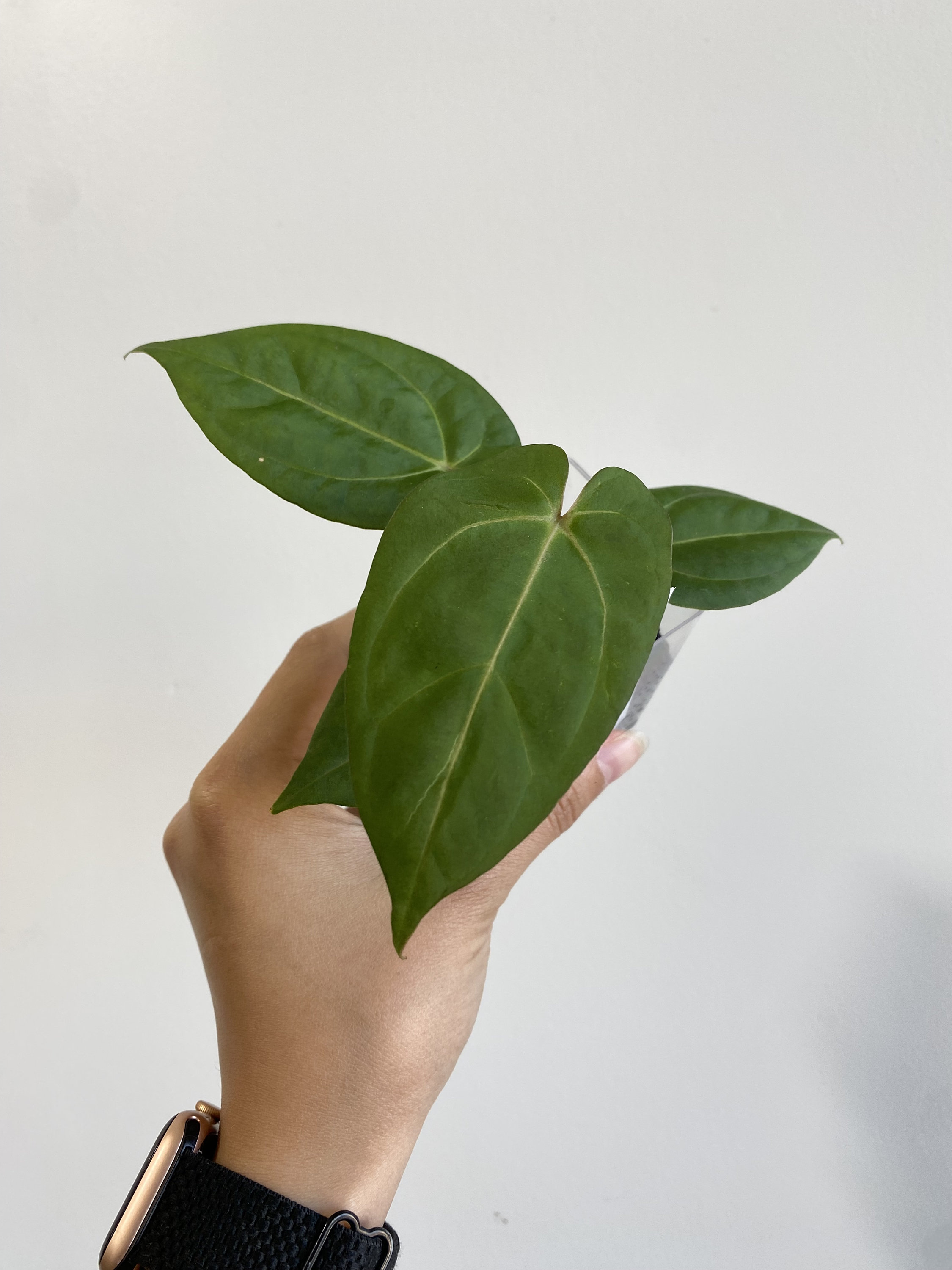Anthurium 