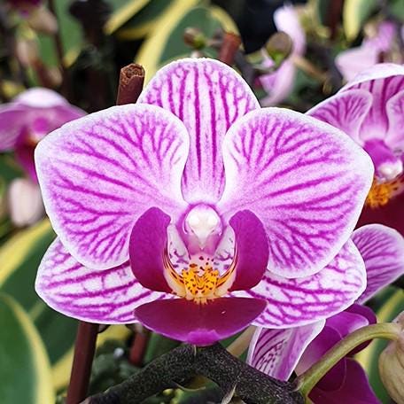 Phalaenopsis Sogo Vivien 'SOGO F858' (variegata) variegated 2.5" Grower's Choice *Now In Stock* (2496P:G)