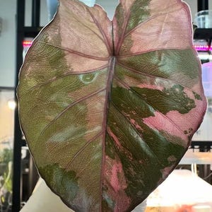 Alocasia Serendipity Variegated - Etsy
