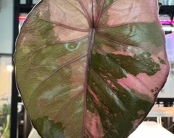 Alocasia "Serendipity" variegated TC Plantlet *Preorder*