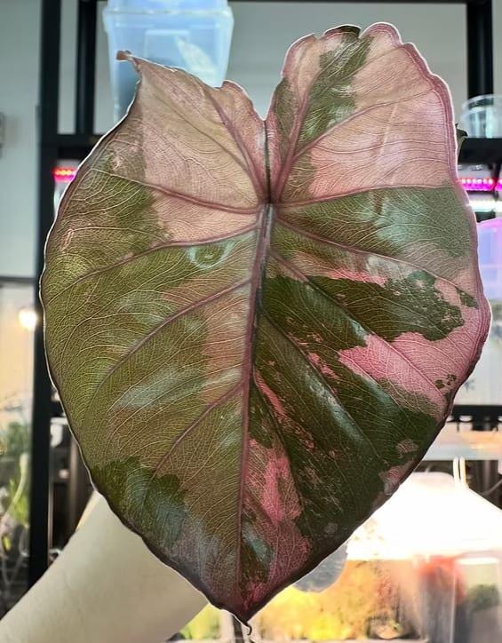 Alocasia Serendipity Variegated - Etsy