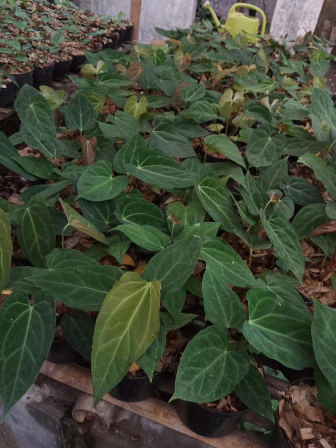 Anthurium Papillilaminum 