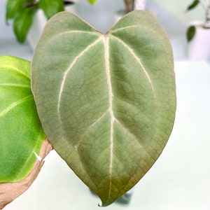 Anthurium papillilaminum Legends 3:T4 1448 Rare Aroid Exact Plant image 2