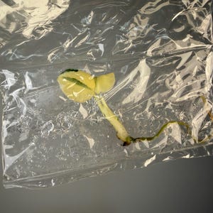 May include: A small, pale yellow seedling with two emerging leaves and a thin, light-colored stem with visible roots, enclosed within a clear, crinkled plastic zip-top bag that contains a small amount of moisture and condensation.