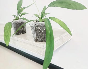 May include: Two green plants with long, slender, pointed leaves potted in clear plastic containers filled with dark soil. The plants feature multiple stems extending outward, with the foliage displaying a smooth texture and a light to medium green color.