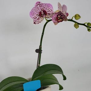 Phalaenopsis Fangmei Cloud Leopard 2.5" *Preorder*
