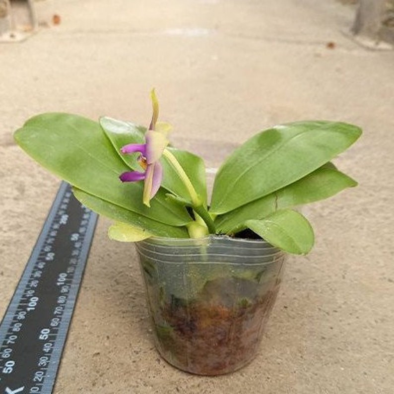 Phalaenopsis Samera var. blue sib 2.5 Grower's Choice Now In Stock 5929P:3 Rare Orchid image 6