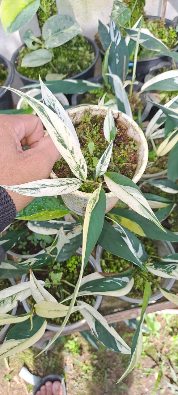 ラフィドフォラ　ロビースコット　バリエガータ Rhaphidophora lobbii scott variegate | Happy Plant Nursery