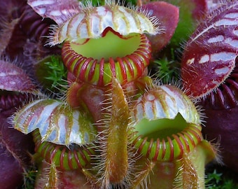 Cephalotus Follicularis 