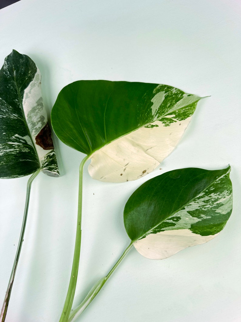 Monstera deliciosa Albo Holland variegated cutting 3:H2 1476 Rare Aroid Exact Plant image 3