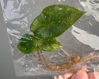Alocasia Heterophylla 
