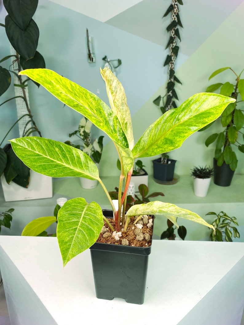 Anthurium hookeri black pink form variegated 2:B1 1101 Rare Aroid Exact Plant image 1