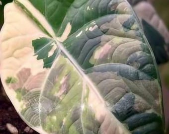 Alocasia "Maharani" "Albo" variegated TC Plantlet Grower's Choice *In Stock*