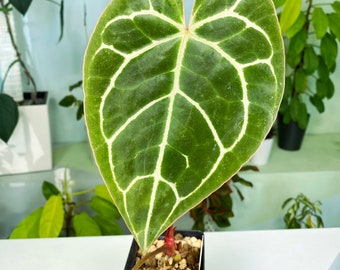 Anthurium crystallinum Indonesian Form MD (3:C19) [1245] | Rare Aroid | Exact Plant