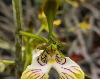 Oeceoclades spathulifera 2.0" Fragrant *Preorder*