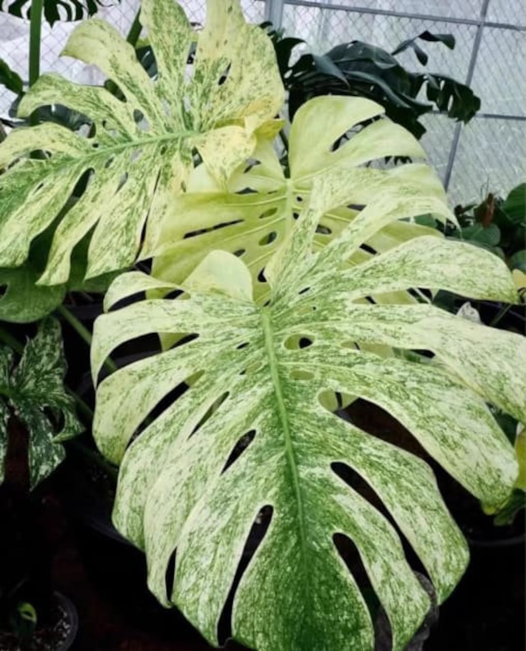 茶々　Monstera deliciosa Mint Variegated Monstera Deliciosa 