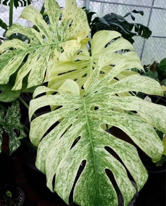 茶々　Monstera deliciosa Mint Variegated Monstera Deliciosa 