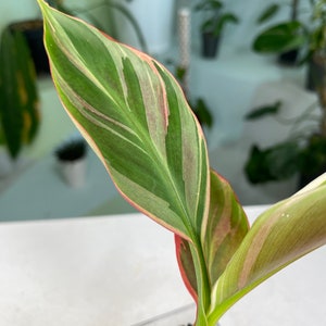 Musa Banana Nono Variegated - Etsy