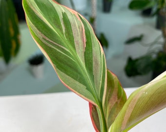 Banana Pink Musa "No No" variegated TC Plantlet *Preorder* (1806P:3) | US-Based Seller