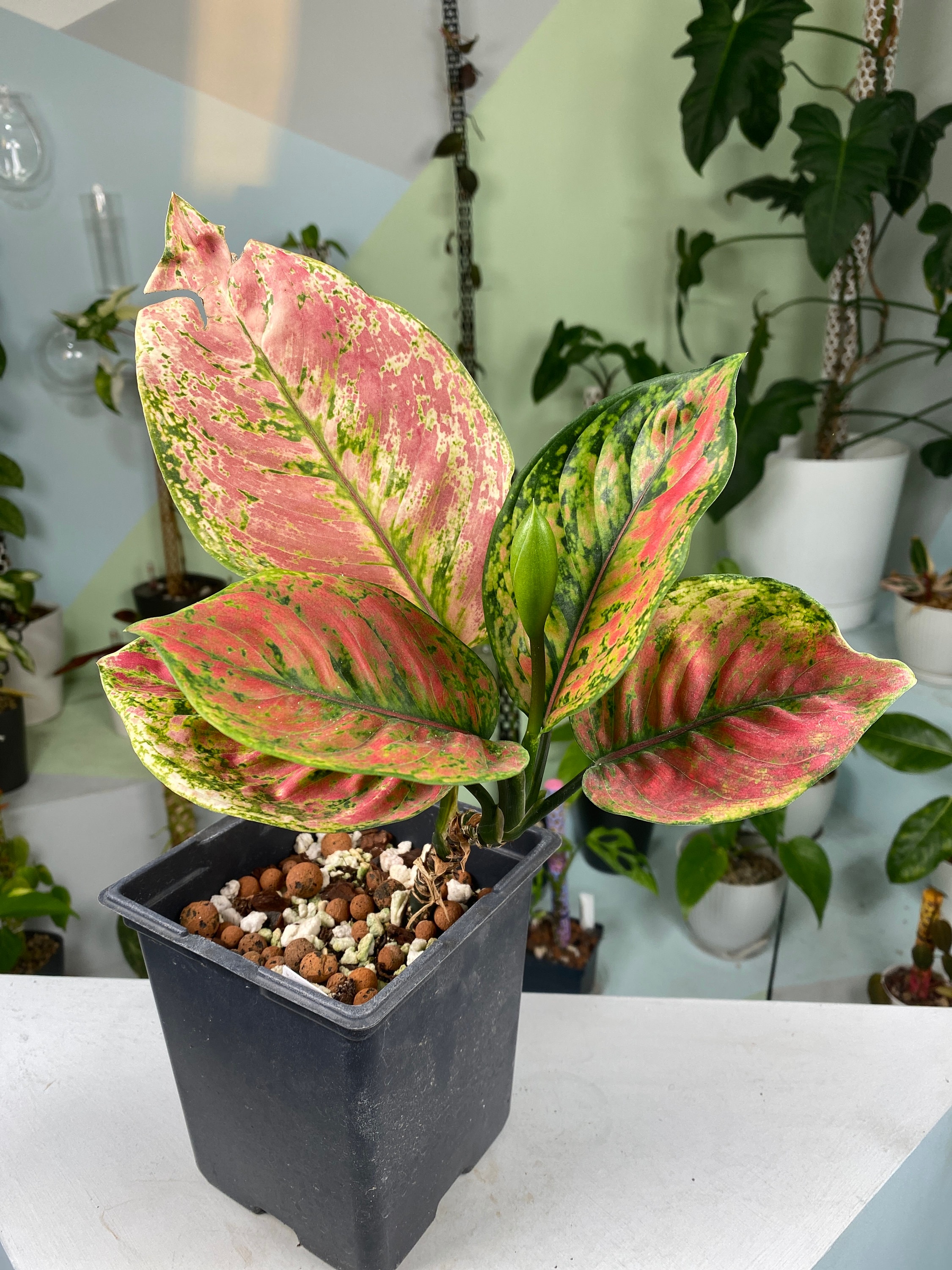 エクセル　Aglaonema Heng-Heng 4ed351bbc4e29bccad0c80edd39afa