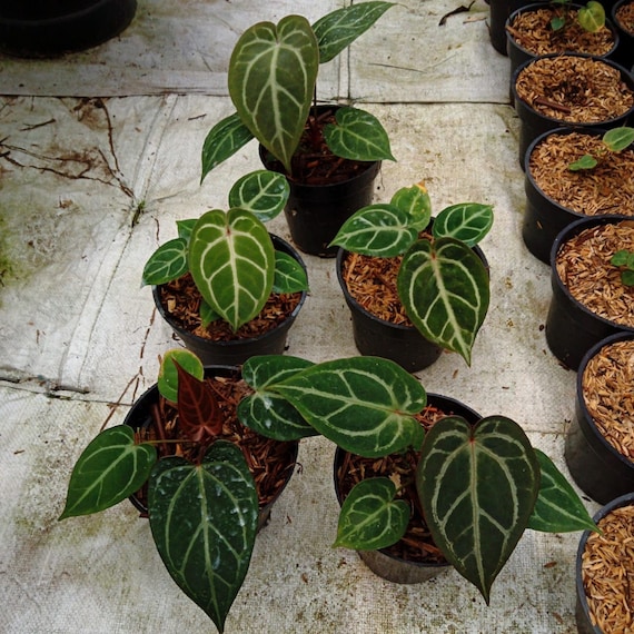 Anthurium 