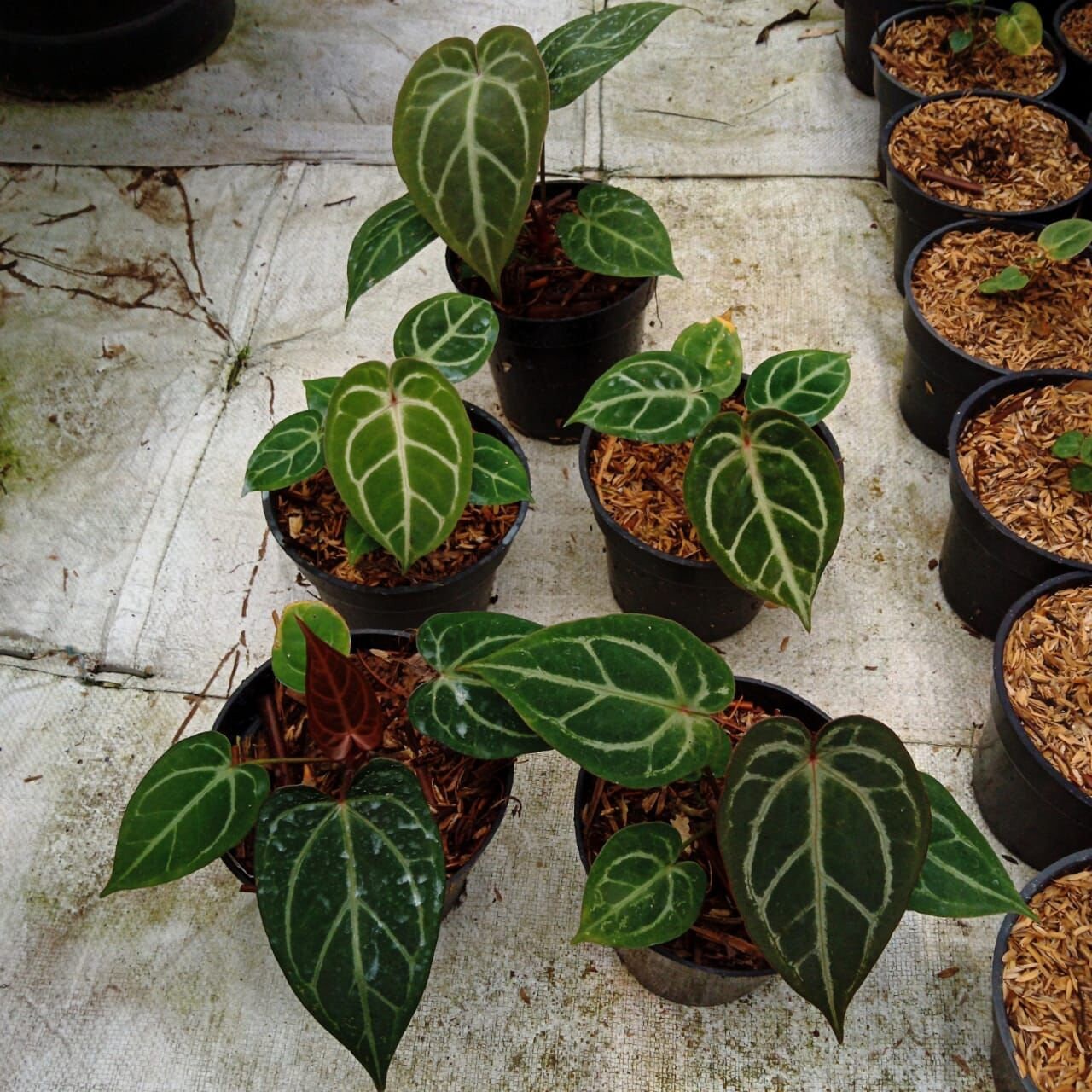 Anthurium Dorayaki × Red crystallinum il_fullxfull.5640644402_gwt4.jpg