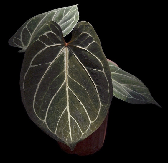 や*こ様 アンスリウム King of Spades x Red Crystal Anthurium 