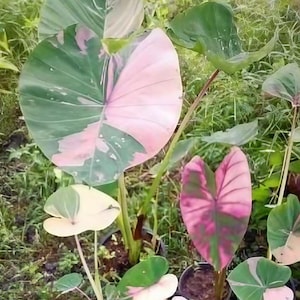 Colocasia "Siam Ruby" variegated TC Plantlet *Preorder*