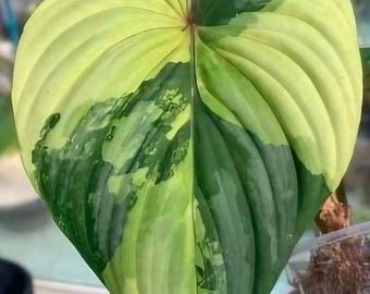 Philodendron mamei variegated TC Plantlet *Preorder*
