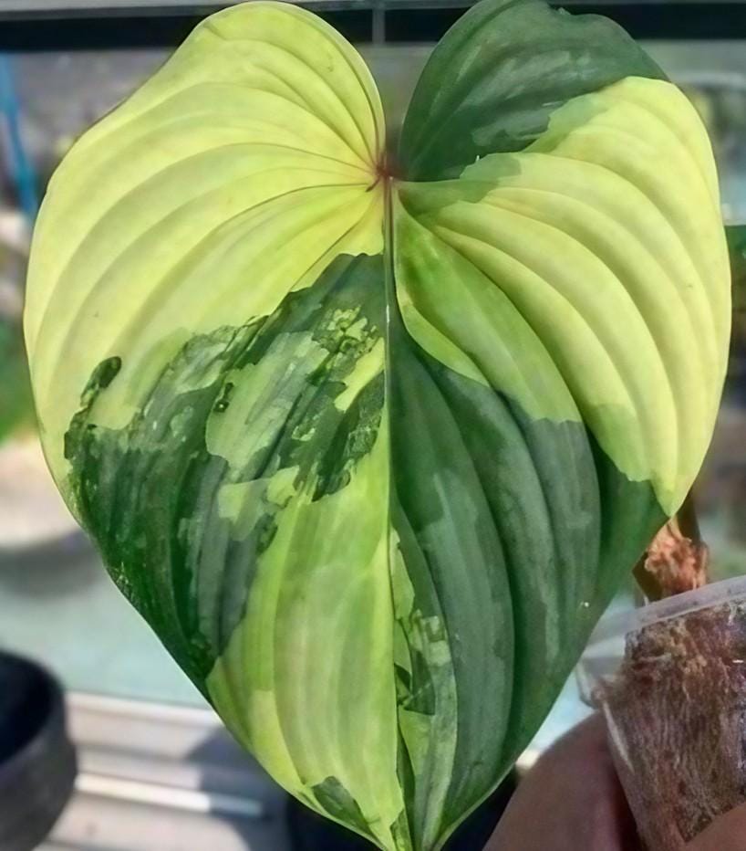 Variegated Plowmanii - Etsy