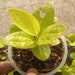 see more listings in the Plants - Growers Choice section