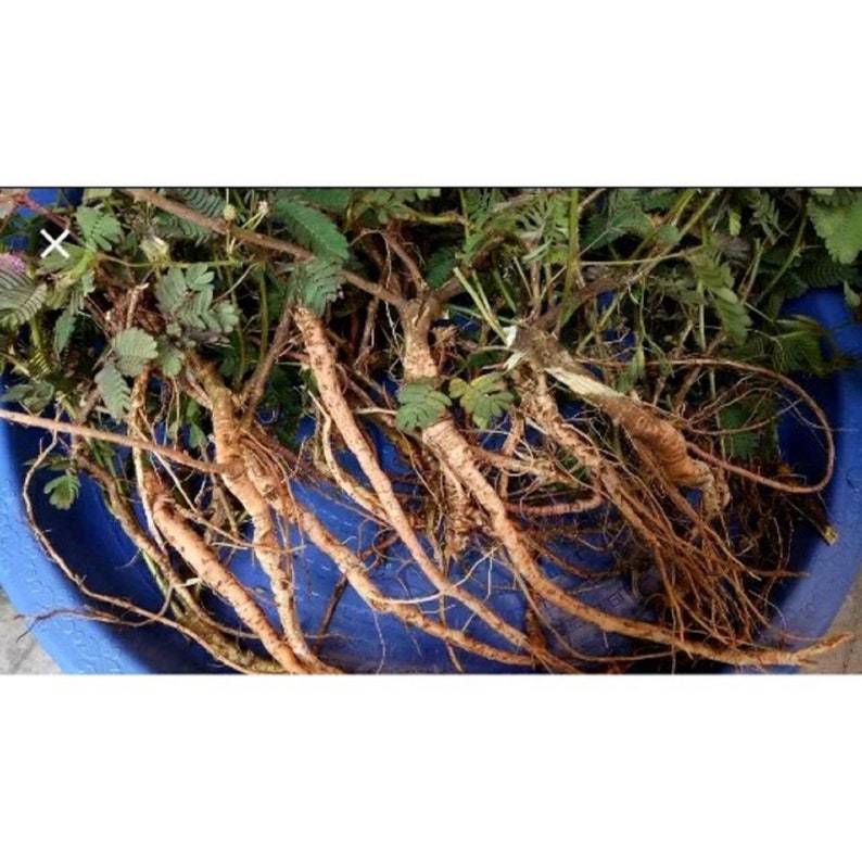 500 Gram Fresh Herbs Mimosa Pudica Root Dried Herbs Mimosa Etsy