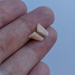 May include: Two small, off-white, triangular dental veneers. The veneers are held in a hand against a light blue background. The veneers have a slightly textured surface and are designed to fit over teeth.
