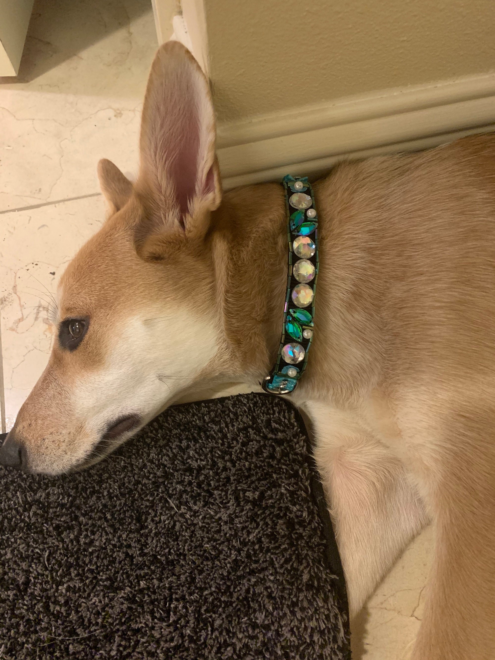 Dog collar girl Fancy jeweled elegant dog collar Big dogs Etsy