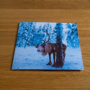 Renna, Finlandia - Biglietto d'auguri - Interno vuoto