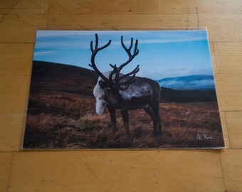 Reindeer, Cairngorms - Scotland A4 Print